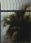 thumbnail of a picture of the Tropical House at Kew