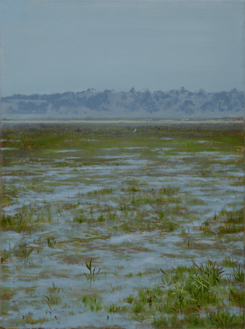 picture of an egret on the somerset levels